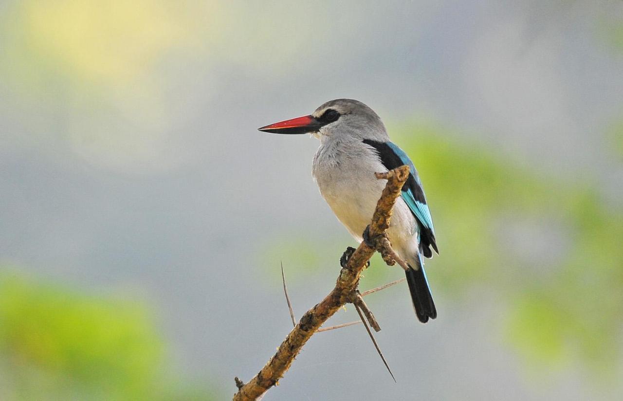 Bullbush River Camp Kihihi Ngoại thất bức ảnh
